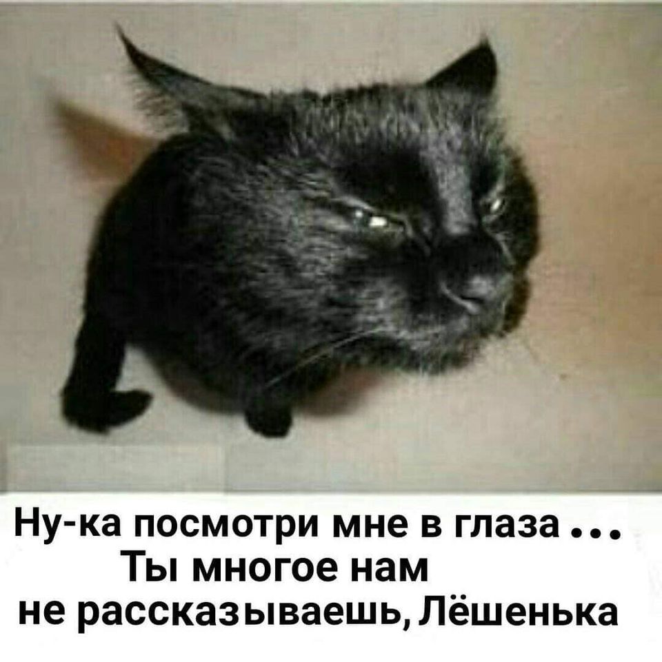 кот нации интересуетццо