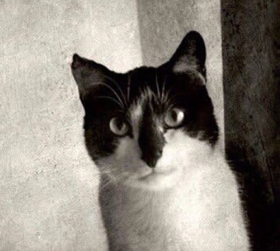 котик в ленте