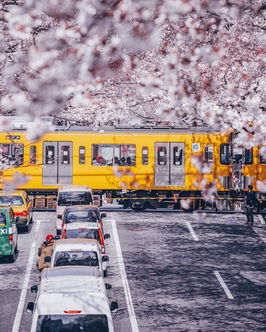 токио в цвету, ханами